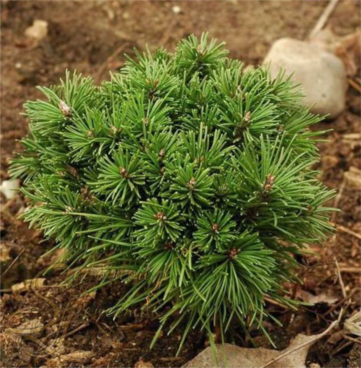 Сосна горная Альгой